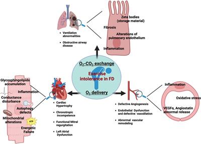 Cardiopulmonary determinants of reduced exercise tolerance in Fabry disease